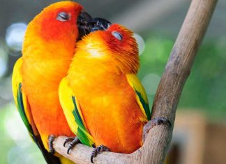 15 Beautiful Pictures Of Animals Kissing