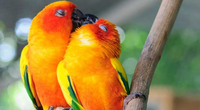 15 Beautiful Pictures Of Animals Kissing