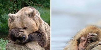 15 hilarious animals that got a hangover, #6 really went through a hard night, LOL!