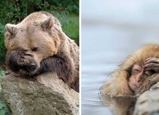 15 hilarious animals that got a hangover, #6 really went through a hard night, LOL!