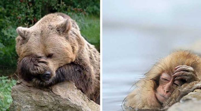15 hilarious animals that got a hangover, #6 really went through a hard night, LOL!
