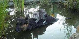Beautiful! Photo that changed the meaning of Love and Solidarity