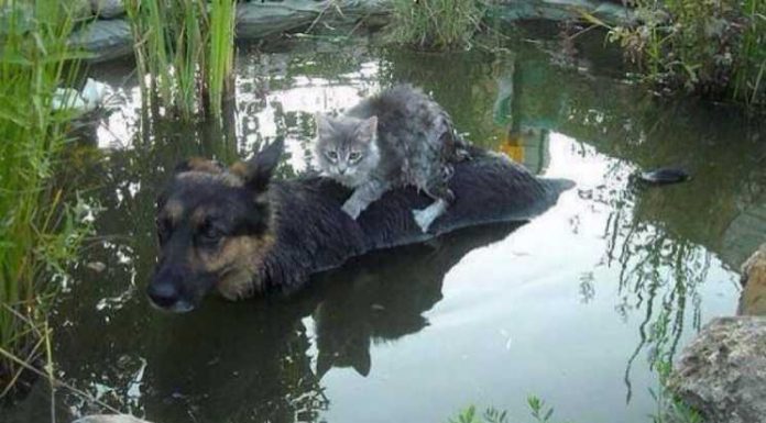 Beautiful! Photo that changed the meaning of Love and Solidarity