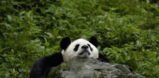 10 Wildlife Adventures You Must See Before They Go Extinct