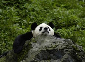 10 Wildlife Adventures You Must See Before They Go Extinct