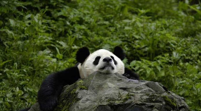 10 Wildlife Adventures You Must See Before They Go Extinct