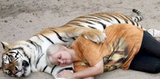 Woman Keeps Two Pet Tigers In Her Backyard – And They’re As Loving And Playful As Kittens