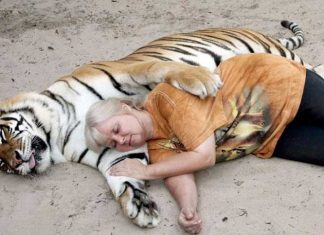 Woman Keeps Two Pet Tigers In Her Backyard – And They’re As Loving And Playful As Kittens