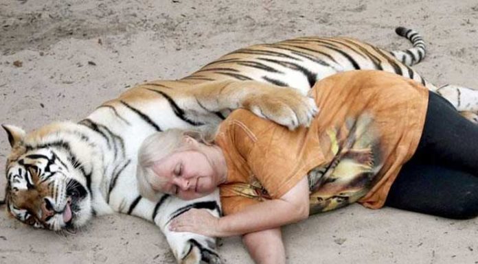 Woman Keeps Two Pet Tigers In Her Backyard – And They’re As Loving And Playful As Kittens