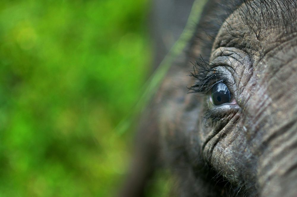 A Young Elephant's Love Photograph by Abhiroop Ghosh Dastidar, National Geographic