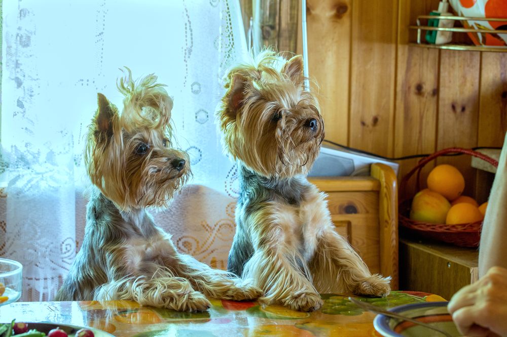 Yorkshire Terriers Photograph by Alexander Novikov