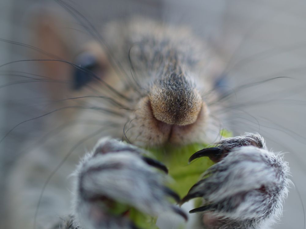 A Squirrel Named Gus Photograph by Sarah Reed,