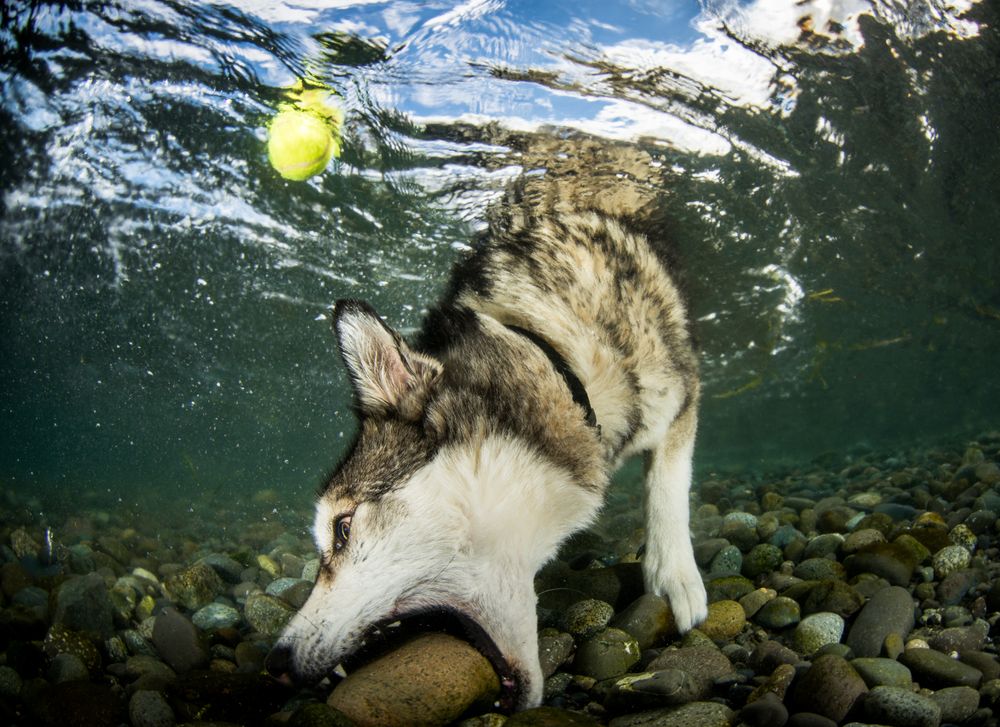 Rock or Ball? Photograph by Eiko Jones, 