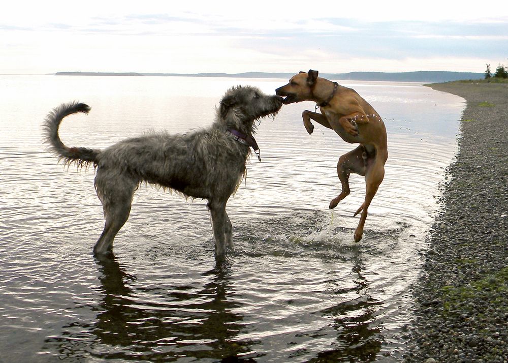 C'mon, C'mon Photograph by Karen Murray