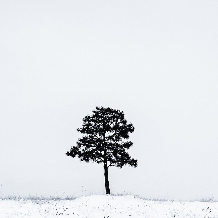 Lonely-Tree