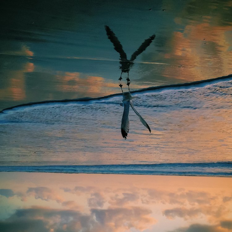 Seagull-Reflection