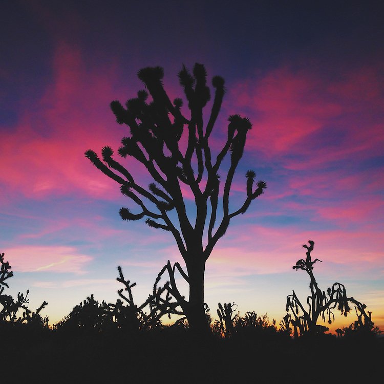 Yucca-Sunset