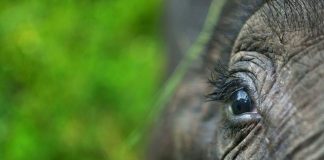 Heartwarming Animal Love Pictures From Your Shot