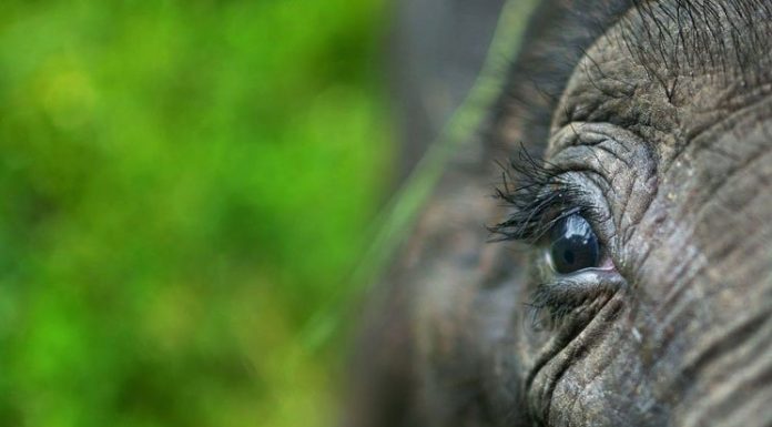 Heartwarming Animal Love Pictures From Your Shot