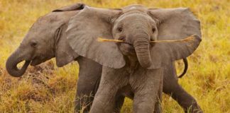 21 Photos That Prove Elephants Make The World A Better Place