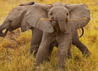 21 Photos That Prove Elephants Make The World A Better Place
