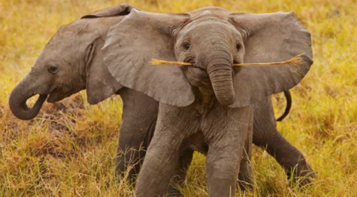 21 Photos That Prove Elephants Make The World A Better Place