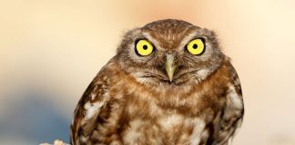 40 Angry Birds Who Don’t Give A Hoot About What You Think