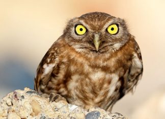 40 Angry Birds Who Don’t Give A Hoot About What You Think