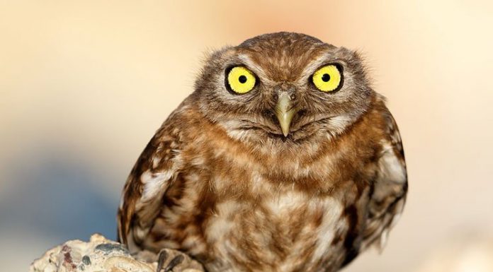 40 Angry Birds Who Don’t Give A Hoot About What You Think