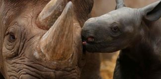 12 Adorable Photos Of Animals With Their Babies That Will Make You Go ‘Aww’