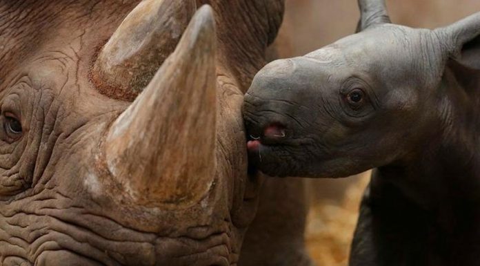 12 Adorable Photos Of Animals With Their Babies That Will Make You Go ‘Aww’