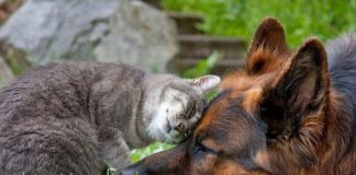 25 Adorably Cute Pictures of Cats and Dogs Getting Along