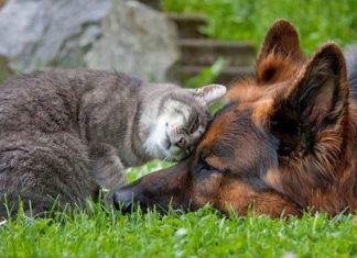 25 Adorably Cute Pictures of Cats and Dogs Getting Along