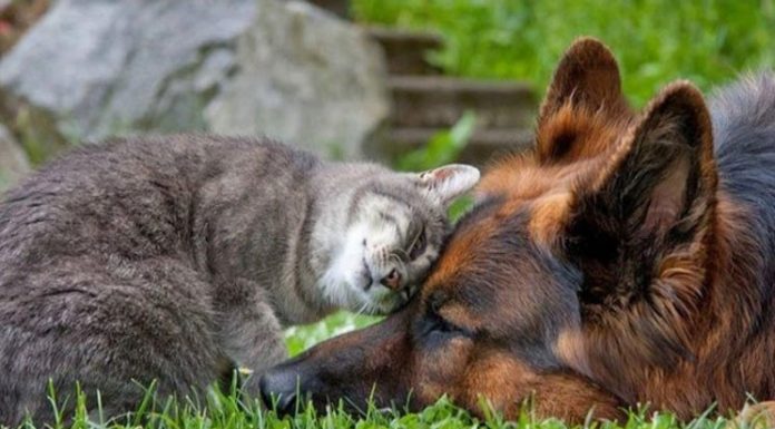 25 Adorably Cute Pictures of Cats and Dogs Getting Along