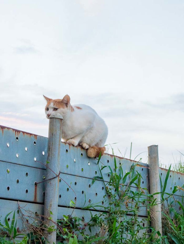 9. This cat who appears to be swallowing a pole...