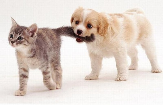 -cats-and-dogs-getting-along