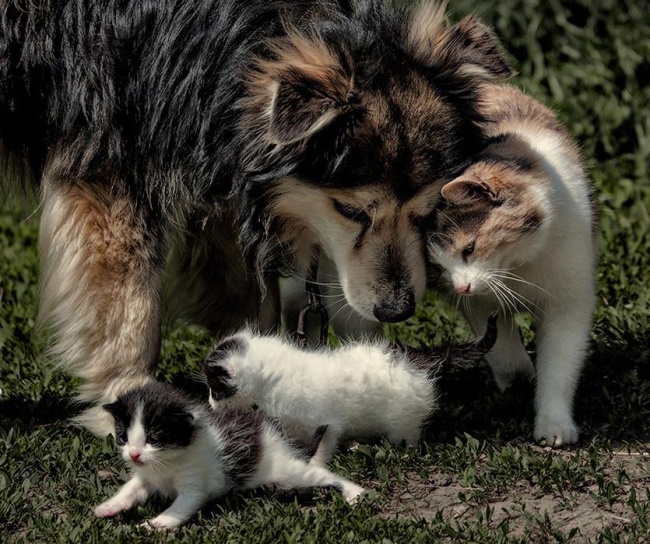 -cats-and-dogs-getting-along