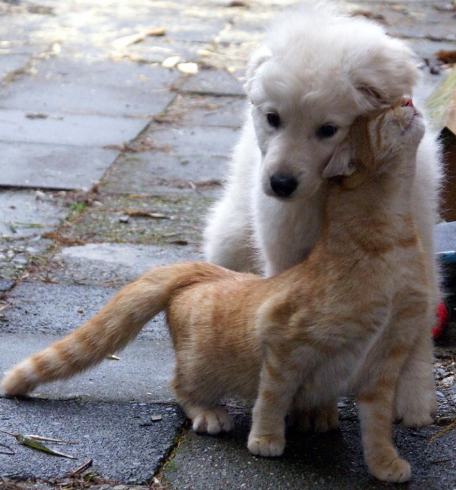 -cats-and-dogs-getting-along