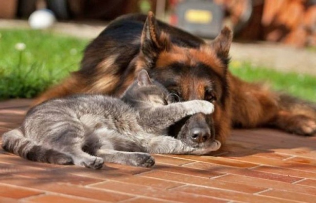 -cats-and-dogs-getting-along