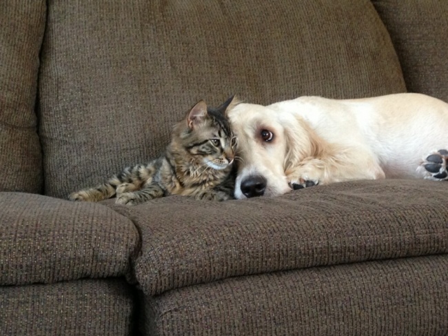 -cats-and-dogs-getting-along