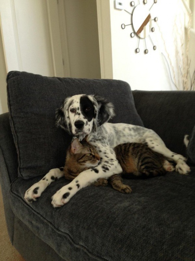 -cats-and-dogs-getting-along