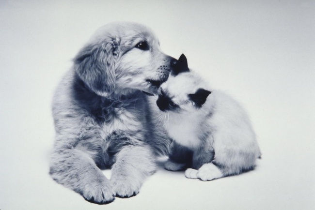 -cats-and-dogs-getting-along