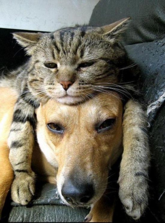 -cats-and-dogs-getting-along