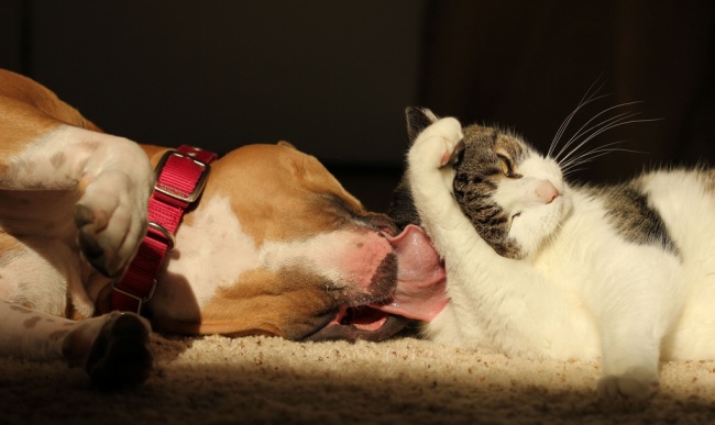 -cats-and-dogs-getting-along