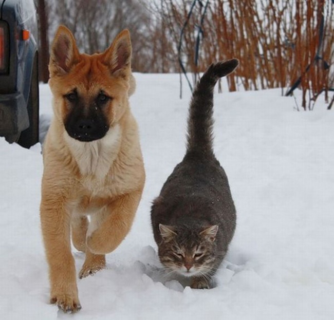 -cats-and-dogs-getting-along