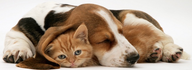 -cats-and-dogs-getting-along