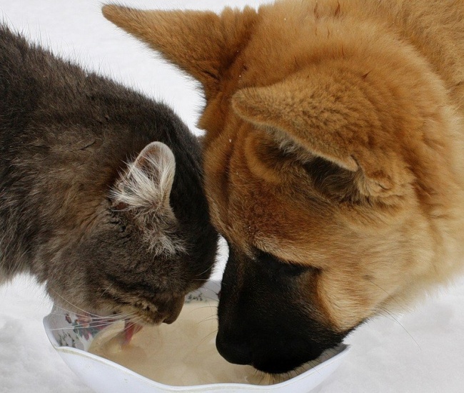 -cats-and-dogs-getting-along