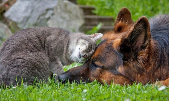 -cats-and-dogs-getting-along