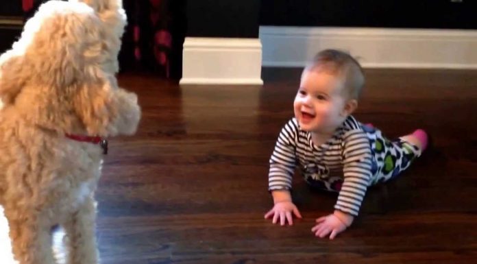A Baby and Her Loyal Dog Have the Squeakiest Conversation Ever