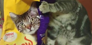 22 Optical Illusions Created Accidentally…By Animals